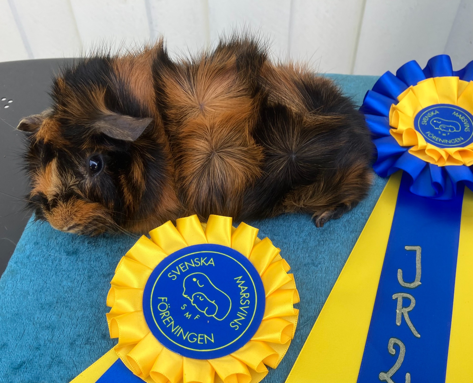 SjrV-25 Winniepig´s Joyce. Hon blev även BIS-junior 2 på Sm den 7/6-25