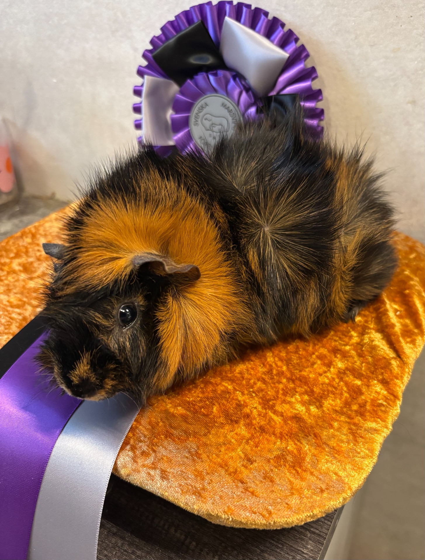 Winniepig´s Tip Top BIS 3 SMF Standard I Enköping