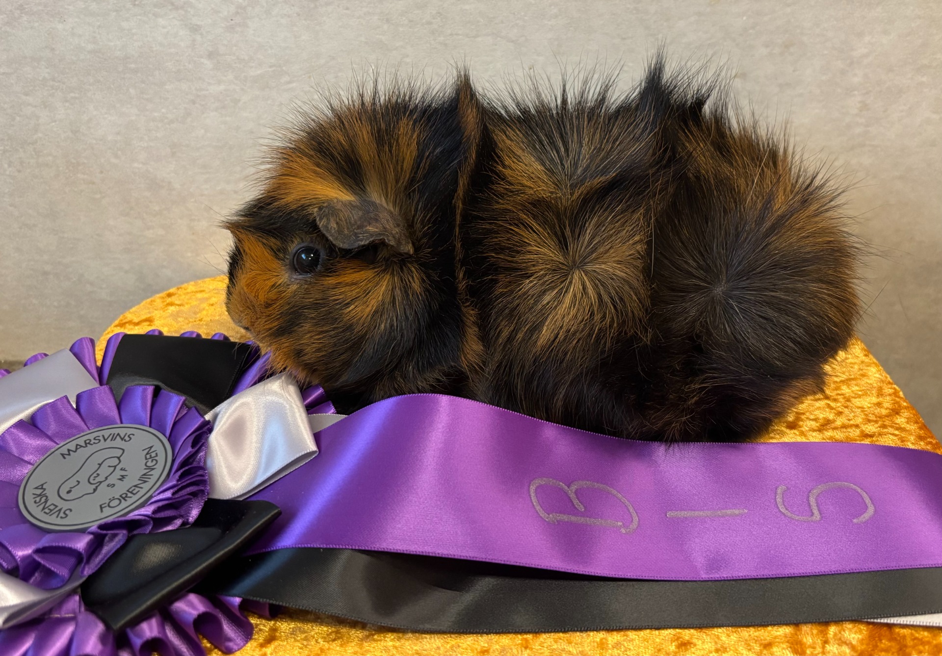 Sch Nch Winniepig´s Thyra BIS 3 i Enköping på SMF Standard.