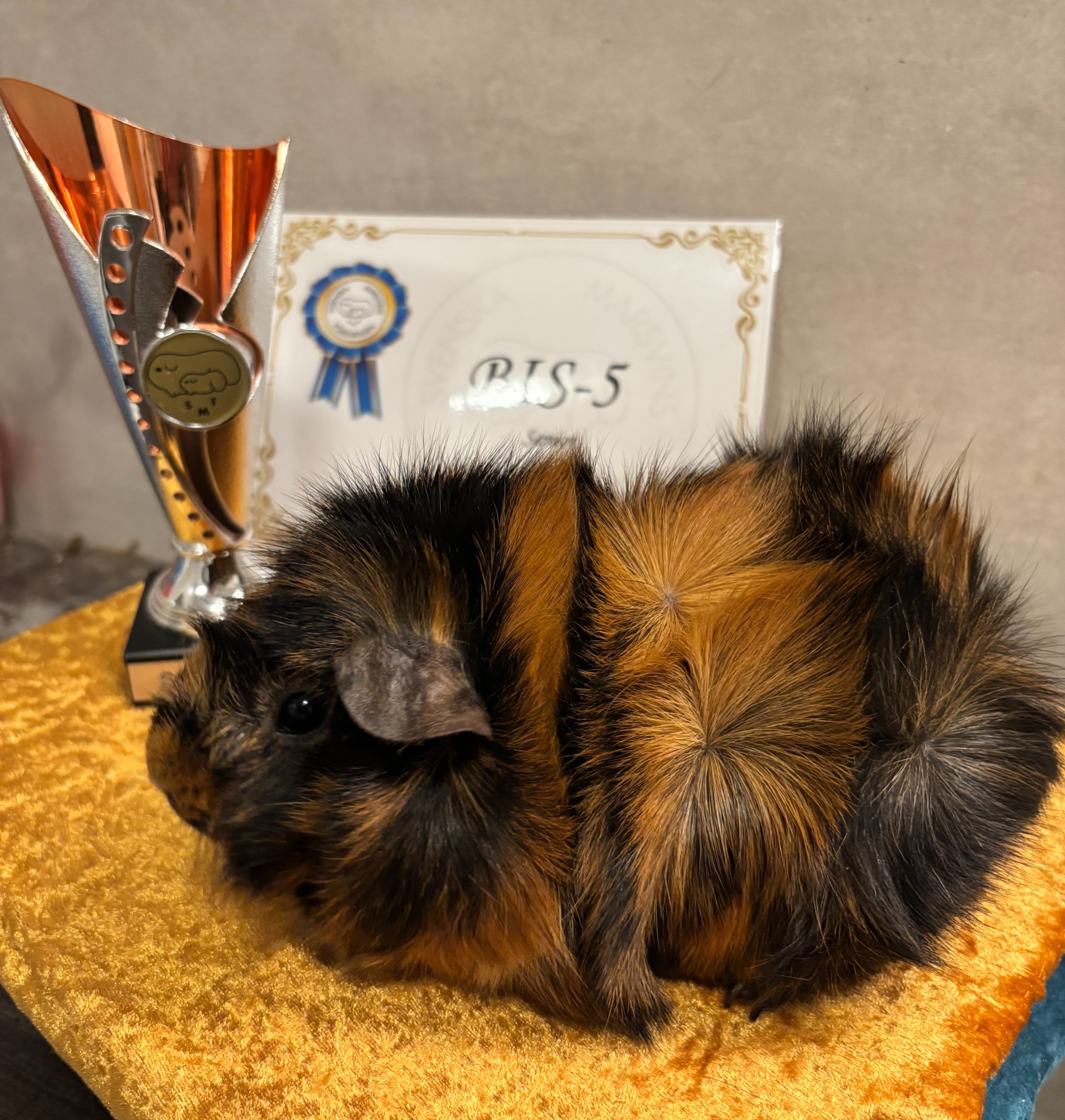 ÅRETS ABESSINIER 2025 WINNIEPIGS JOYCE , ÅRETS MARSVIN NR 8.