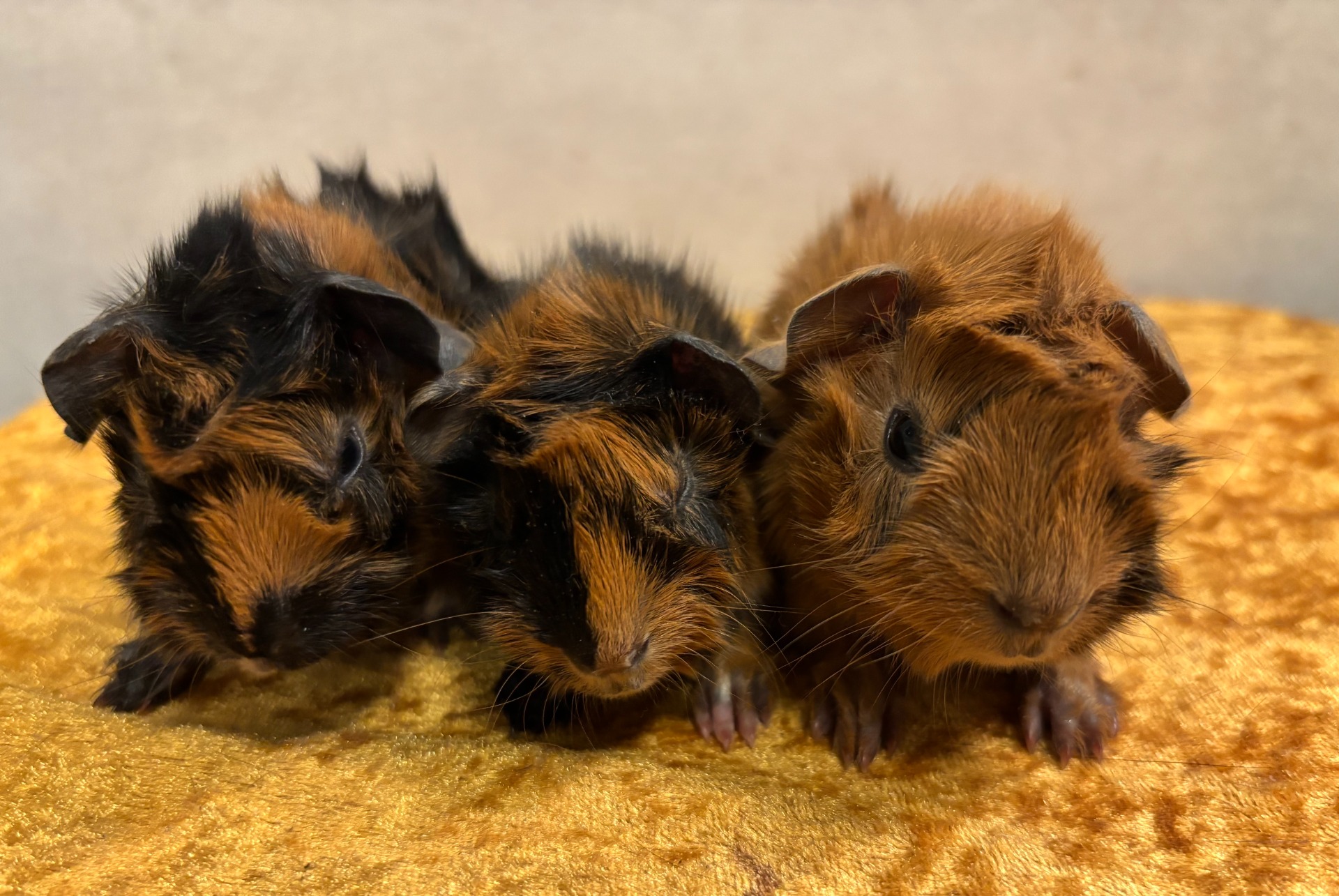 Atals, Aya och Astro