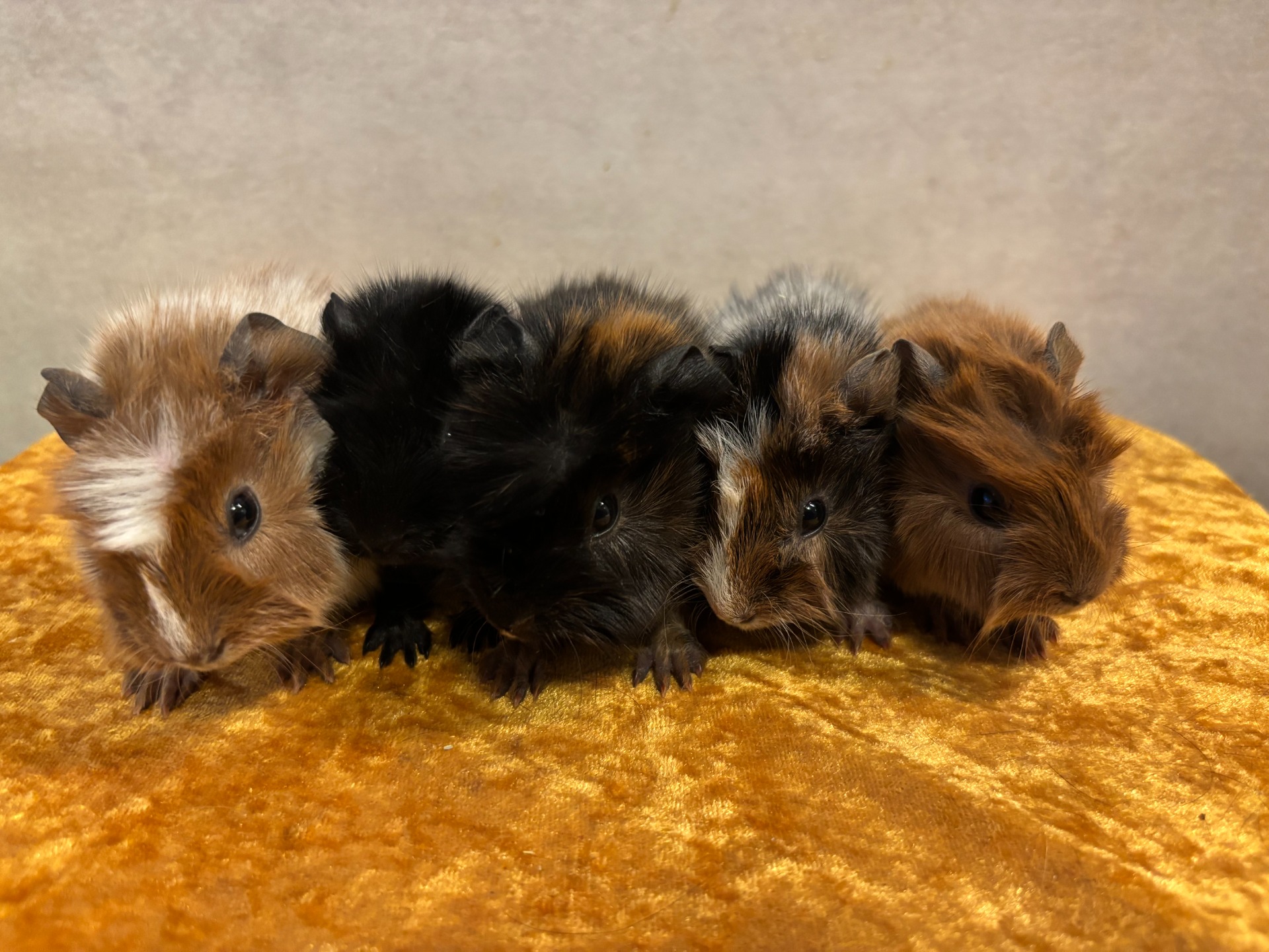 Lorry, Luva,  Loffe, Lisa och Lexi.