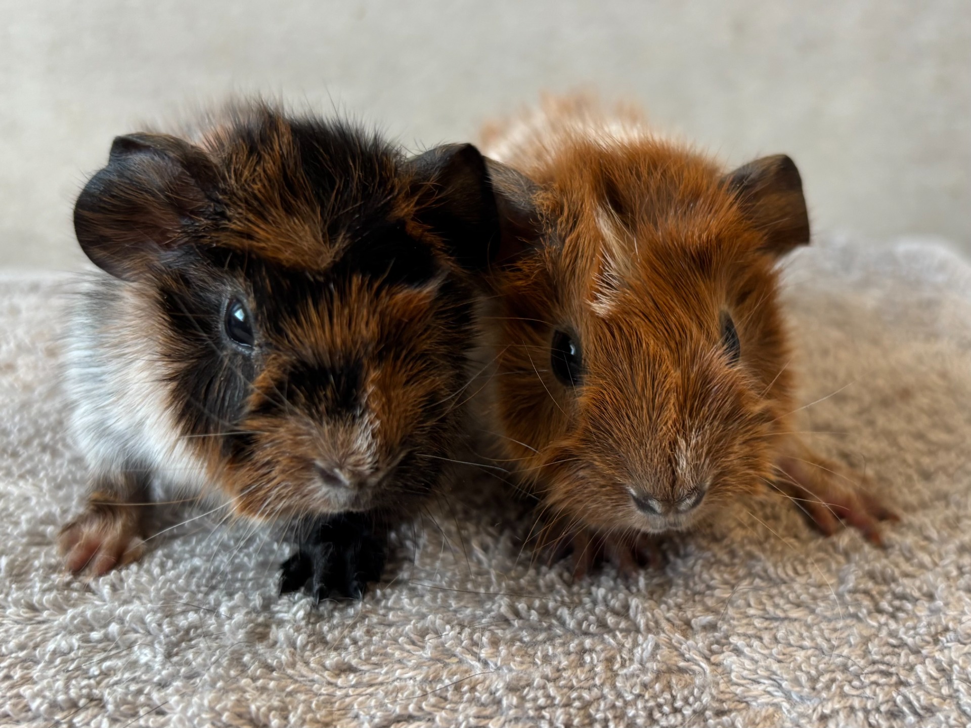 Till salu! Två små hanar födda den 15/4-26.