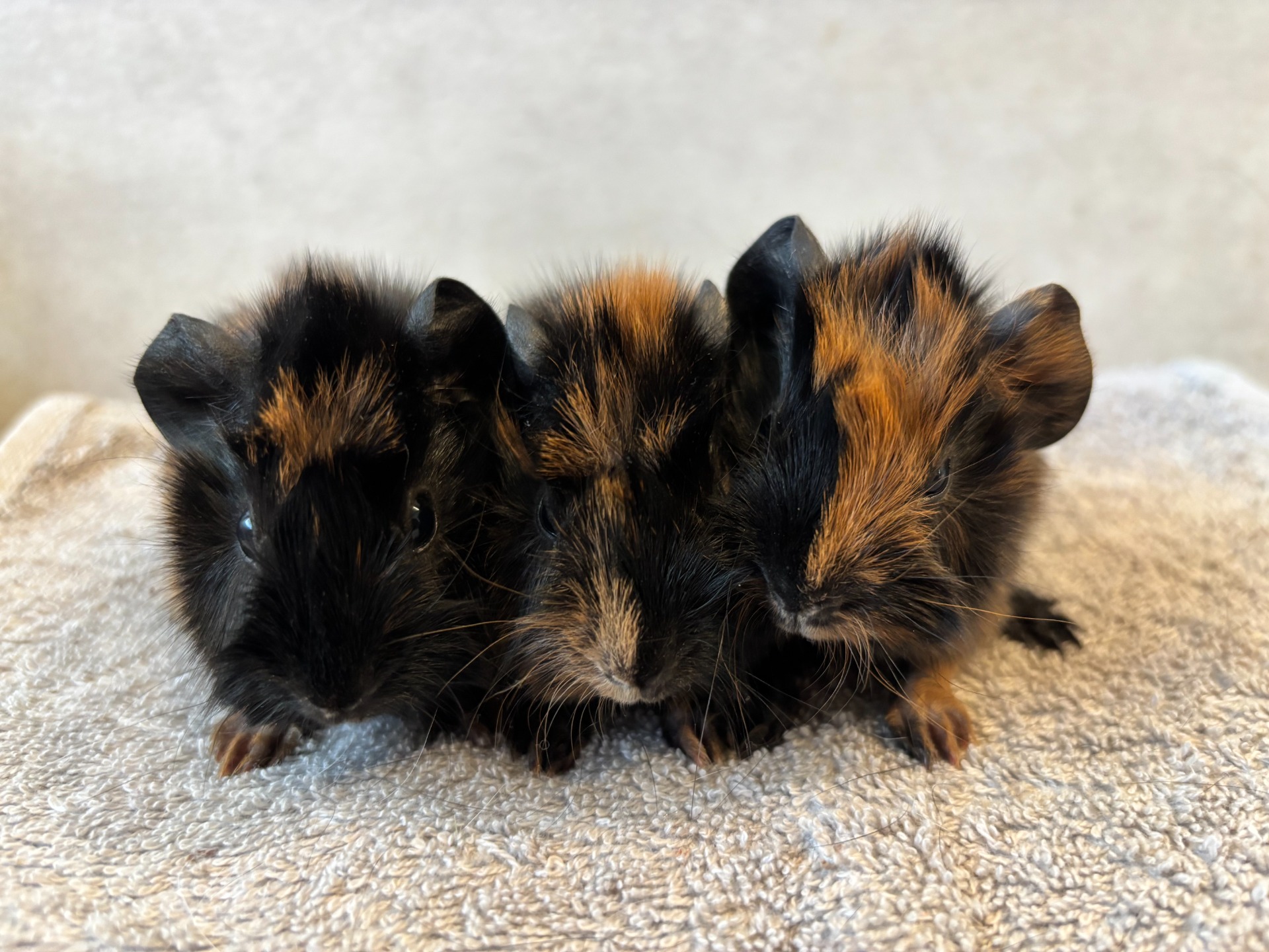 Malte, Malte och Marcel